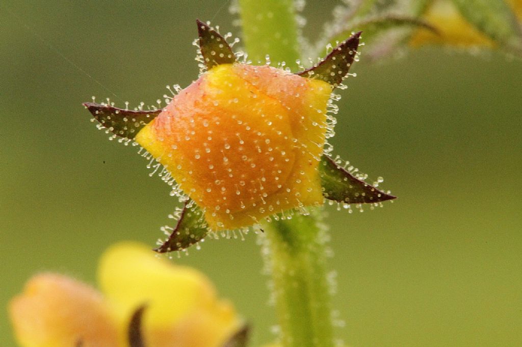 Verbascum blattaria / Verbasco polline